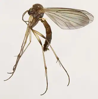 Phronia cinerascens