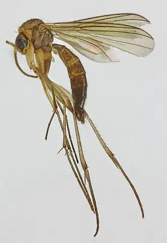 Phronia humeralis