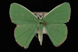 Phrudocentra centrifugaria