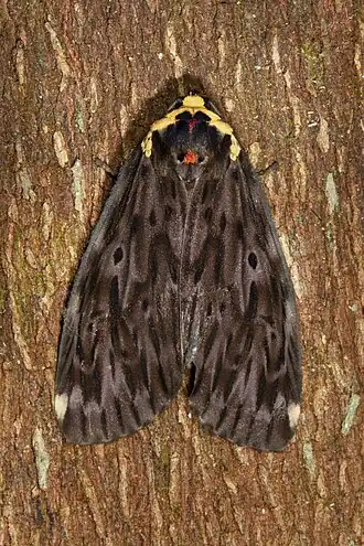 Phryganopteryx convergens