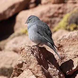 Loodkleurige sierragors