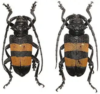 Phryneta aurocincta