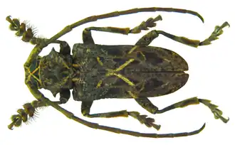 Phrynetopsis fuscicornis