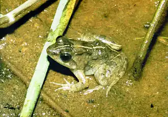 Phrynobatrachus acridoides