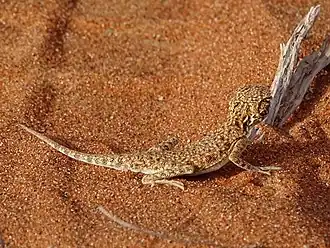 Arabische paddenkopagame