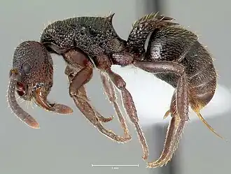 Phrynoponera bequaerti