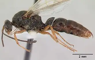 Phrynoponera gabonensis