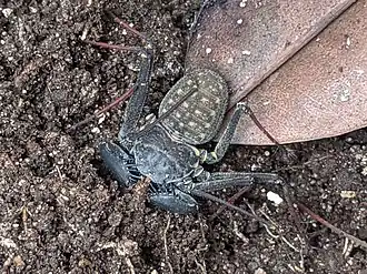 Phrynus marginemaculatus