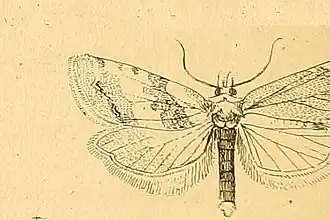 Phtheochroa procerana