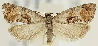 Phtheochroa terminana