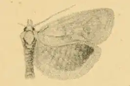 Phtheochroa unionana