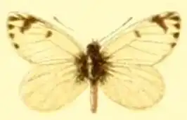 Phulia paranympha
