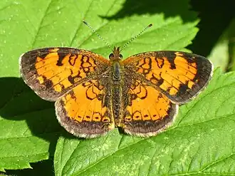 Phyciodes cocyta