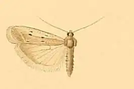 Phycitodes subcretacella