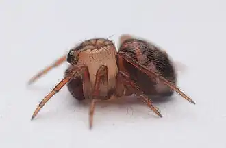 Phycosoma oecobioides