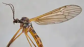 Phylidorea (Phylidorea) abdominalis