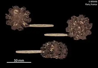 Phyllacanthus dubius