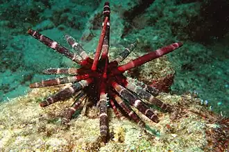 Phyllacanthus imperialis