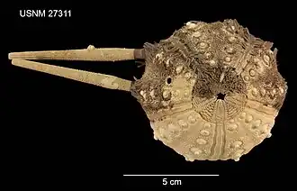 Prionocidaris thomasi