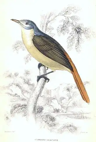 Zingende gabonloofbuulbuul