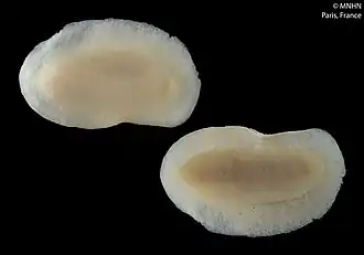 Phyllidiopsis boucheti