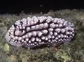Phyllidiopsis krempfi
