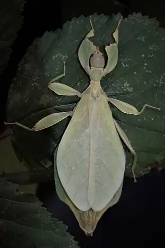 Phyllium gantungense