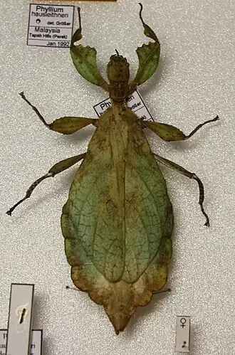 Phyllium hausleithneri