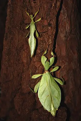 Phyllium jacobsoni