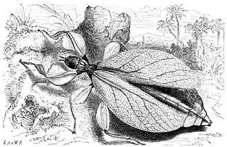 Phyllium siccifolium