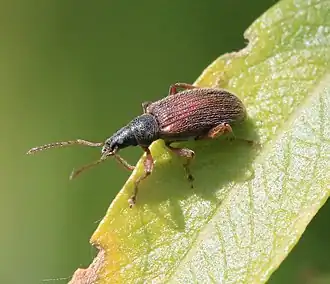 Behaarde bladsnuitkever