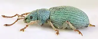 Phyllobius viridiaeris