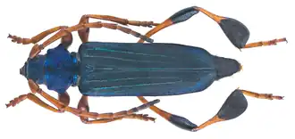 Phyllocnema viridicostata