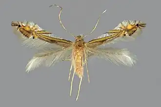 Phyllocnistis drimiphaga