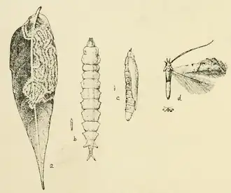 Phyllocnistis helicodes