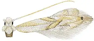 Phyllocnistis perseafolia