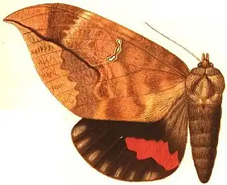 Phyllodes imperialis