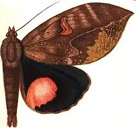 Phyllodes maligera