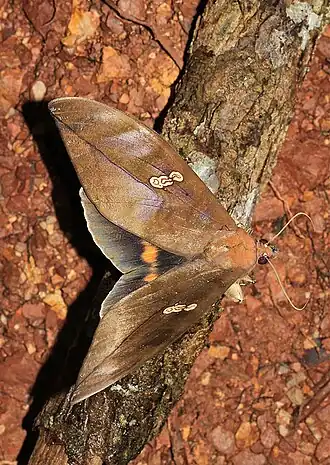 Phyllodes staudingeri