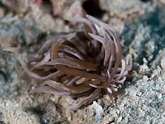 Phyllodesmium colemani