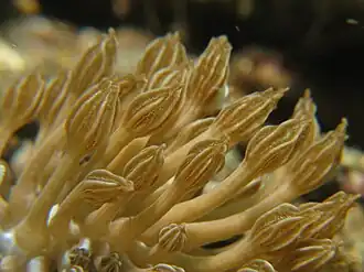 Phyllodesmium rudmani