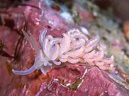 Phyllodesmium serratum