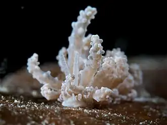 Phyllodesmium tuberculatum