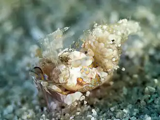 Phyllognathia simplex