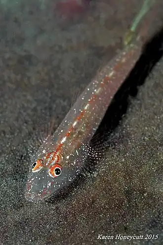 Phyllogobius platycephalops