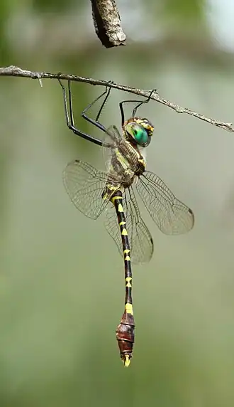 Phyllomacromia picta