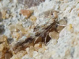 Phyllonorycter agilella