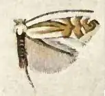 Phyllonorycter albanotella