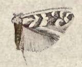 Phyllonorycter bataviella