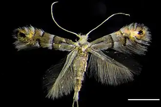 Phyllonorycter caraganella